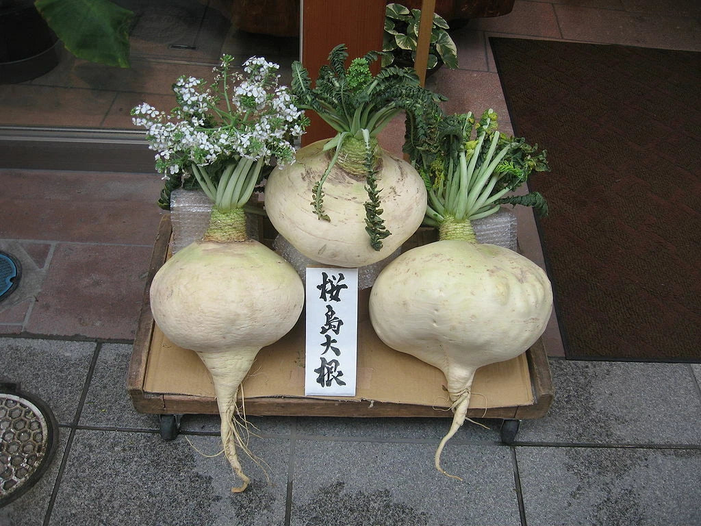 Sakurajima Mammoth Daikon Seeds – 300 Count, Largest Radish, Mild & Sweet Flavor, Raphanus sativus, Vegetable Seeds