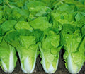 Chinese Cabbage Seeds - Pak Choi Kuai Cai Brassica rapa - Fast Growing Vegetable Seeds for Home Gardening