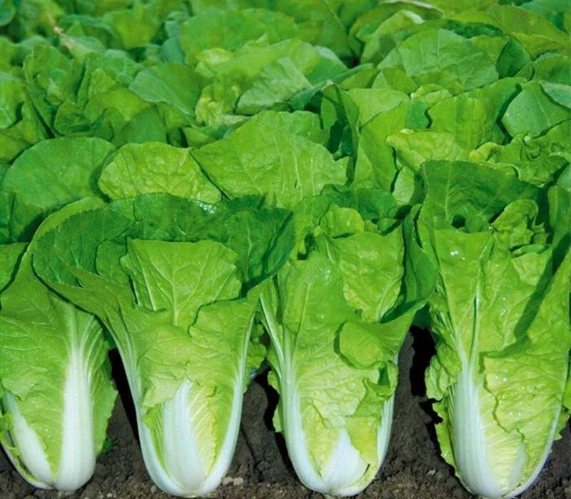 Chinese Cabbage Seeds - Pak Choi Kuai Cai Brassica rapa - Fast Growing Vegetable Seeds for Home Gardening