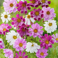 Cosmos Seeds Mix - 50 Seeds, Colorful Flower Variety, Cosmos bipinnatus, Garden, Border, Cut Flower