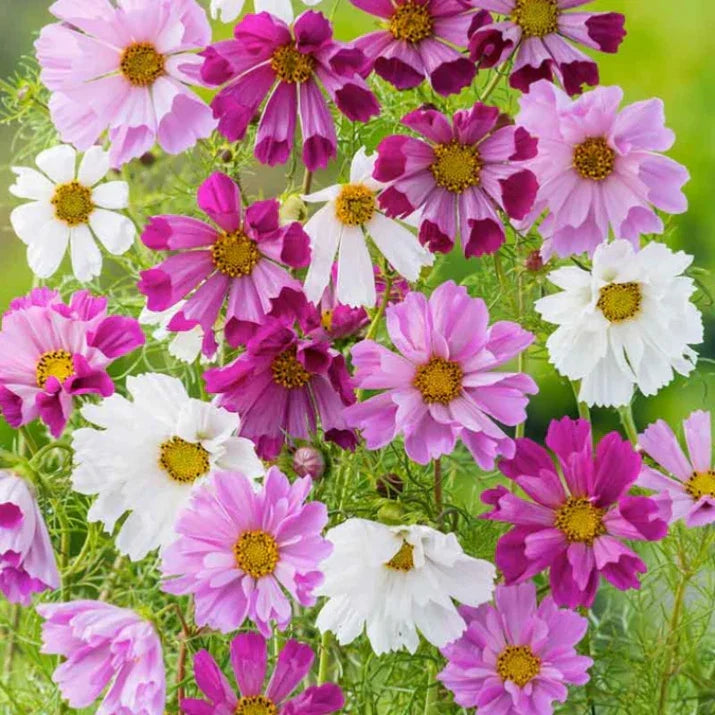 Cosmos Seeds Mix - 50 Seeds, Colorful Flower Variety, Cosmos bipinnatus, Garden, Border, Cut Flower