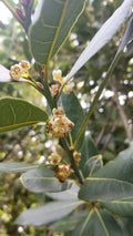 Bay Laurel Tree Cuttings 10 Stems for Propagation, Culinary Herb, Laurus nobilis, Mediterranean Cooking