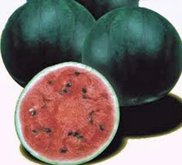 Watermelon Seeds 100 Count, Sugar Baby Heirloom, Non-GMO Citrullus lanatus, Small Fruit, Garden & Container Planting