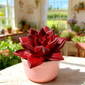 Rare Succulent Bare Root Plant - 2.5" Indoor Live Plant for Home Décor & Gift - Easy Care, Low Maintenance, Houseplant