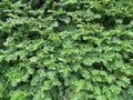 Yew Cuttings Set 12+ Dark Green Spreader Evergreen Shrub Taxus x media 'Densiformis'