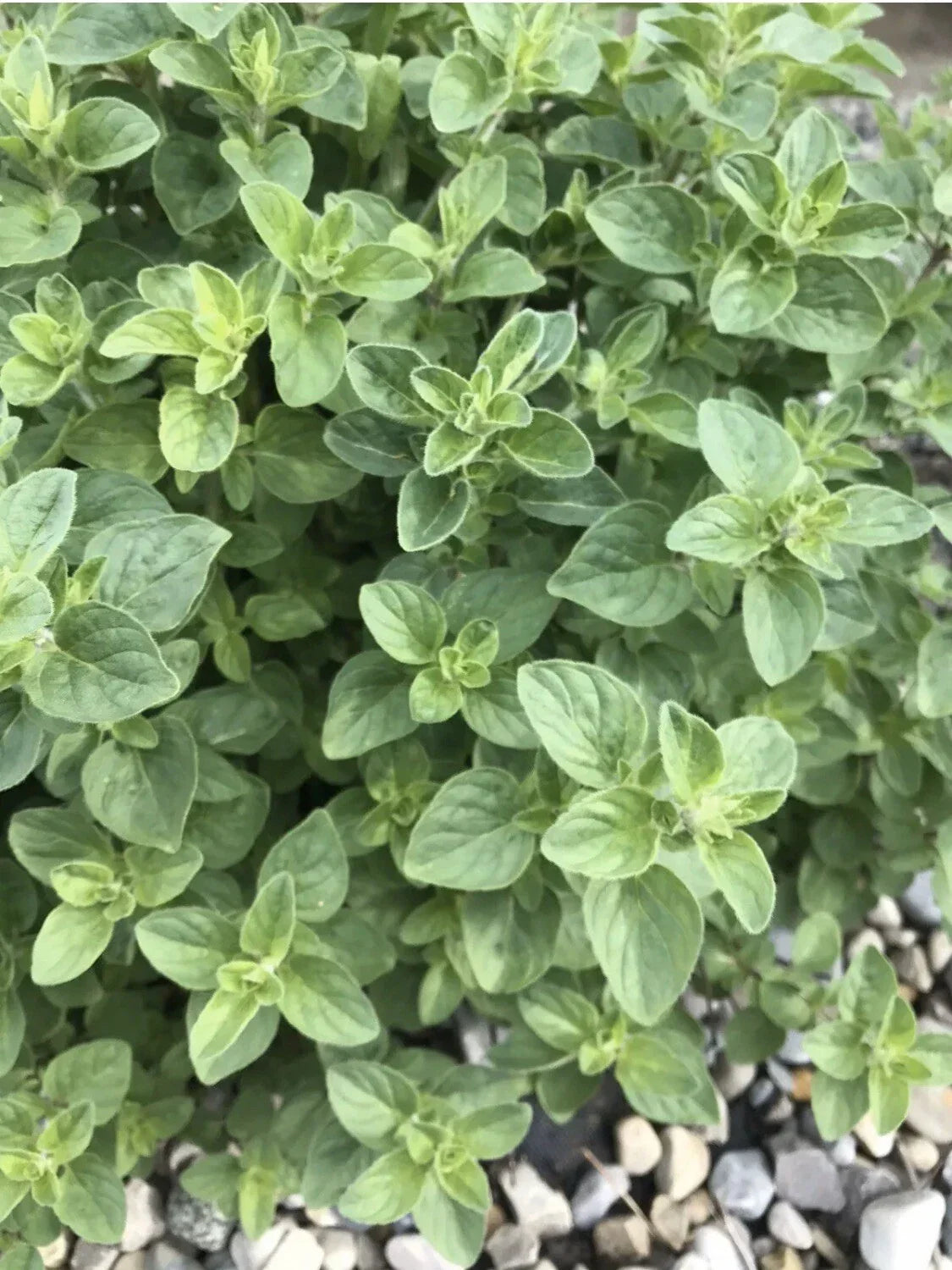 Organic Oregano Seeds - 100 Pack, Perennial Herb, Culinary Spice, Origanum Vulgare for Gardening & Cooking