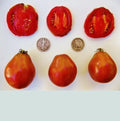 Japanese Black Trifele Tomato Seeds - Heirloom, Pear-Shaped, Rich Flavor, Solanum lycopersicum, 25 Seeds