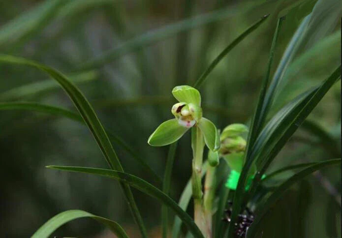 Easy Care Orchids Chinese Cymbidium Goeringii 春兰 - Air Purifying Indoor Houseplant