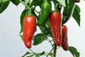Early Jalapeno Pepper Seeds – Heirloom Non-GMO Capsicum annuum, 50+ Fresh Seeds for Spicy Garden, Container Growing