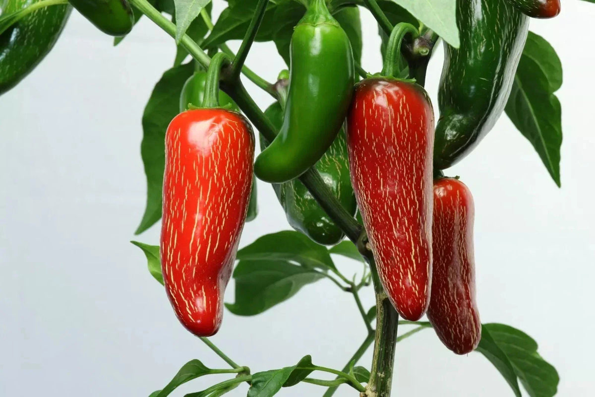 Early Jalapeno Pepper Seeds – Heirloom Non-GMO Capsicum annuum, 50+ Fresh Seeds for Spicy Garden, Container Growing