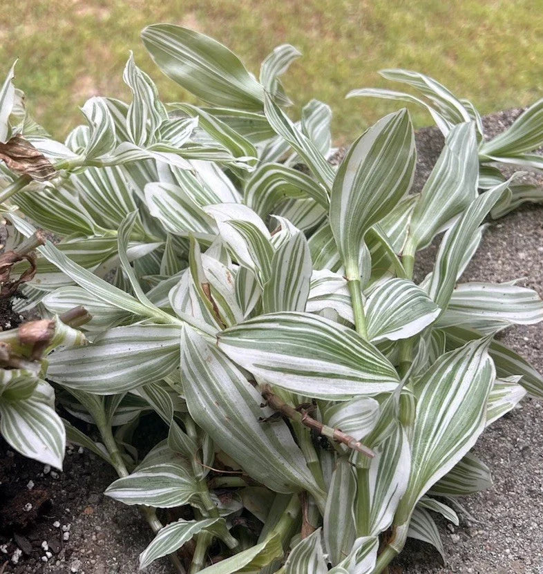 Tradescantia fluminensis Cuttings - Green and White Variegated Indoor Plant, Rooted Wandering Jew