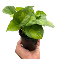 Pothos Plant - 6-Inch Potted Global Green Variegated Houseplant - Epipremnum aureum