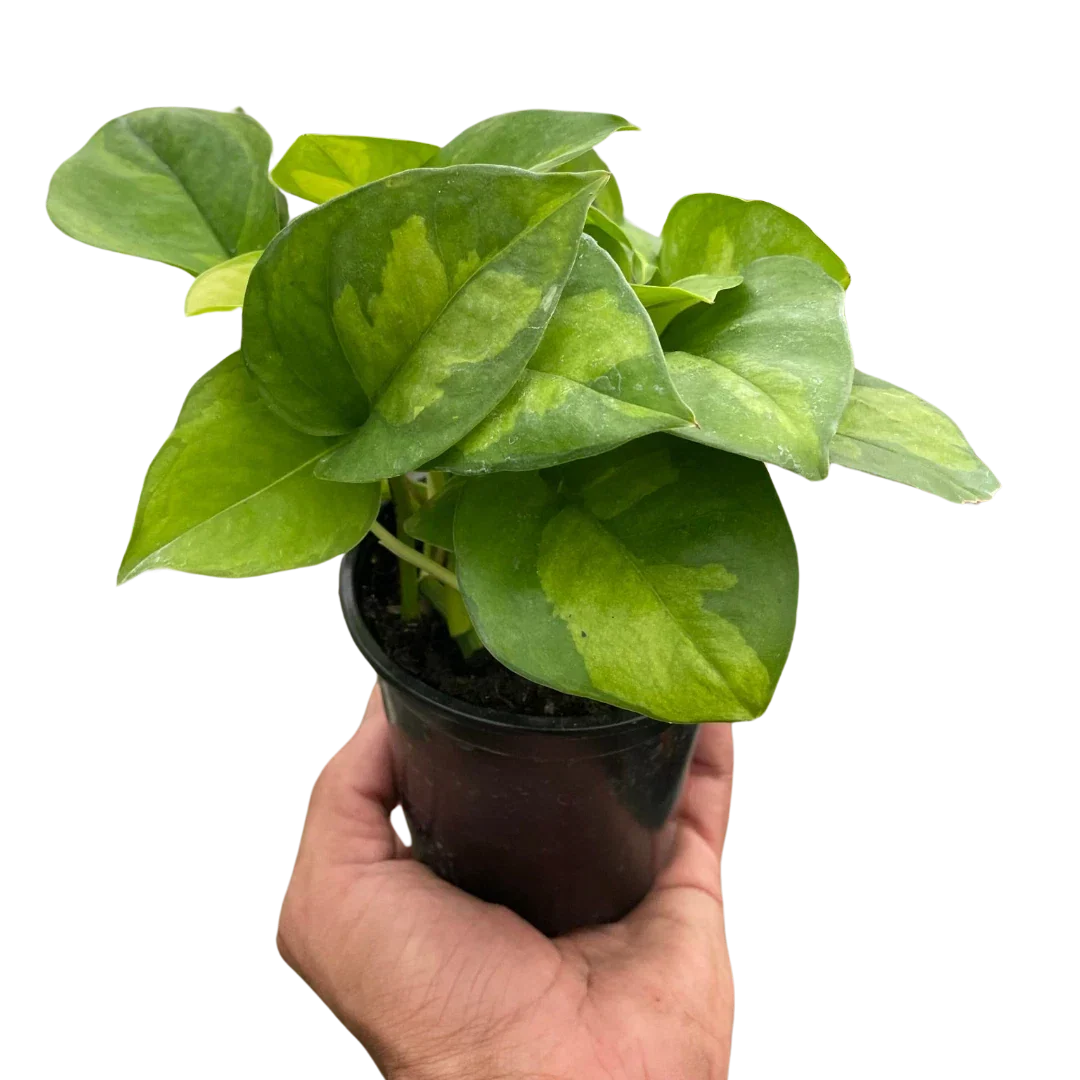 Pothos Plant - 6-Inch Potted Global Green Variegated Houseplant - Epipremnum aureum