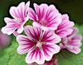 Zebra Mallow Seeds 100 Pack, White Zebra Striped Flowers, Hardy Malva sylvestris, Perennial Plant for Gardens and Borders