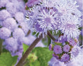 Ageratum Seeds Blue Planet Variety for Planting, 1,000 Seeds, Ageratum houstonianum, Annual Flower Seeds