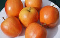 Apple Seeds - 25+ Count Surprize Variety for Gardening - Malus domestica - USA Grown