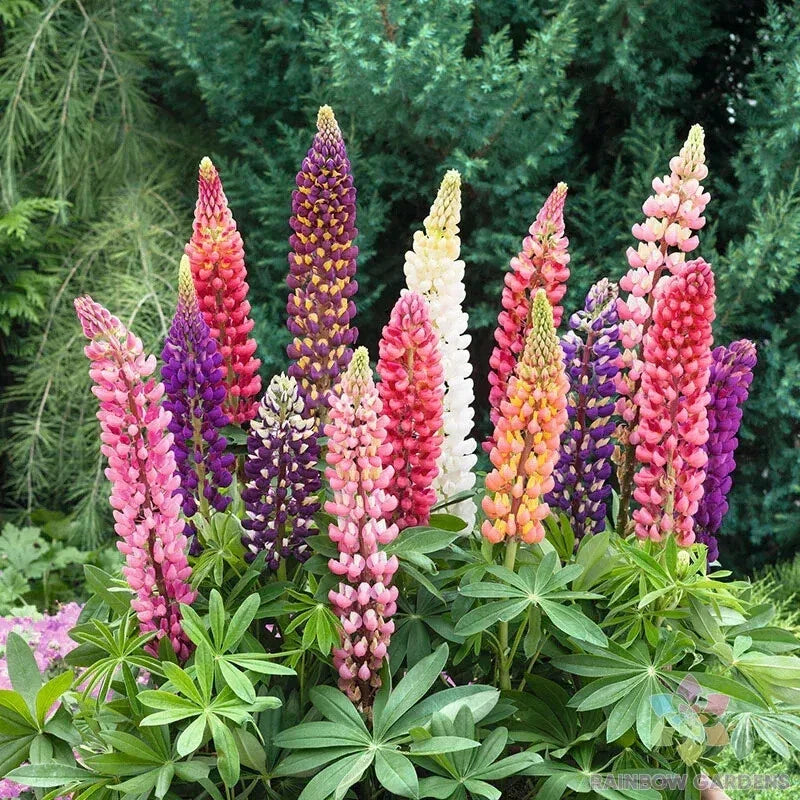 25+ Russell Mix Lupine Seeds for Garden Planting, Lupinus polyphyllus, Perennial Flowers, Pollinator Attracting, USA Grown
