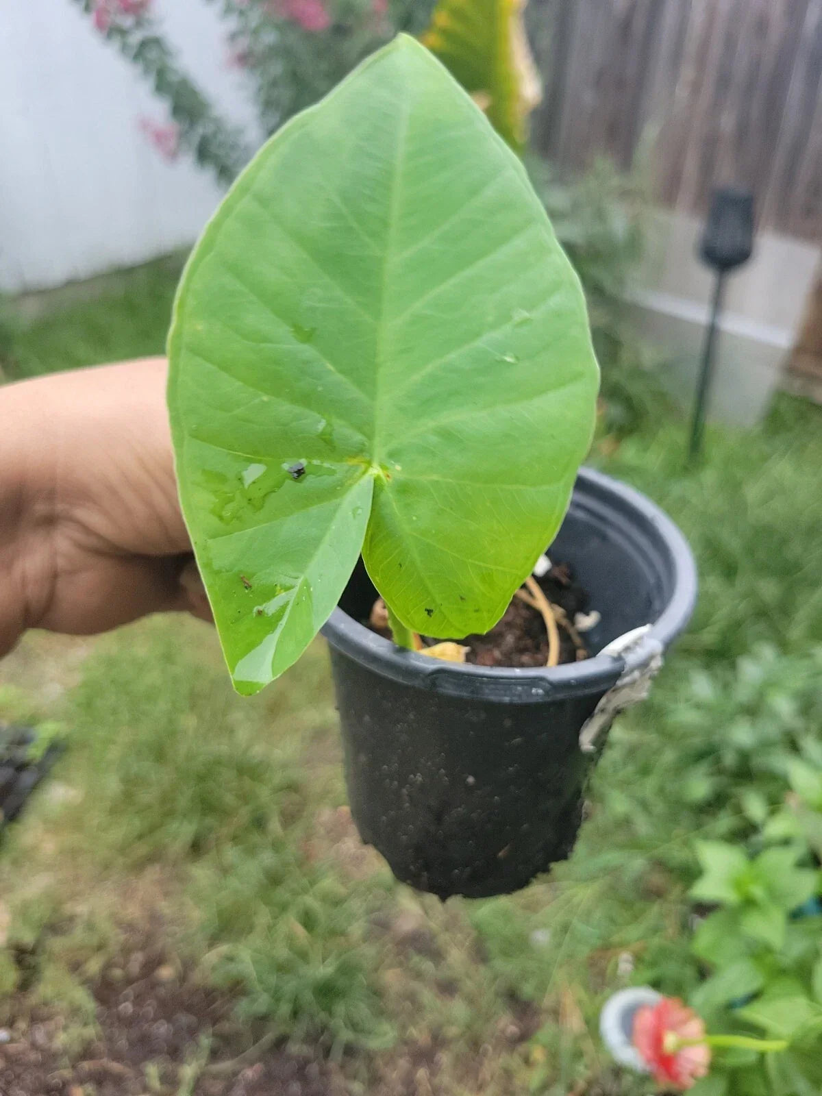 Colocasia gigantea Thai Elephant Ear Plant in Pot – Organic, Indoor/Outdoor, USA Grown