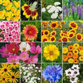 Bird & Butterfly Wildflower Seed Mix - Heirloom Non-GMO Pollinator-Friendly Garden Seeds for Wildlife, 1000 Seeds