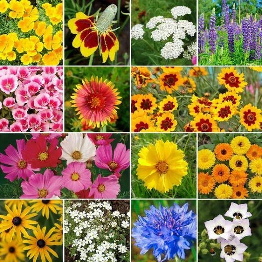 Bird & Butterfly Wildflower Seed Mix - Heirloom Non-GMO Pollinator-Friendly Garden Seeds for Wildlife, 1000 Seeds