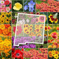 Wildflower Seed Mix - 1000 Non-GMO Seeds - Native New Mexico Wildflowers - Perennials & Annuals for Pollinators & Gardens