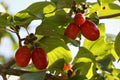 Cornelian Cherry Seeds - 15 Pack - Cornus mas - Hardy Fruit Tree Seeds for Garden Planting