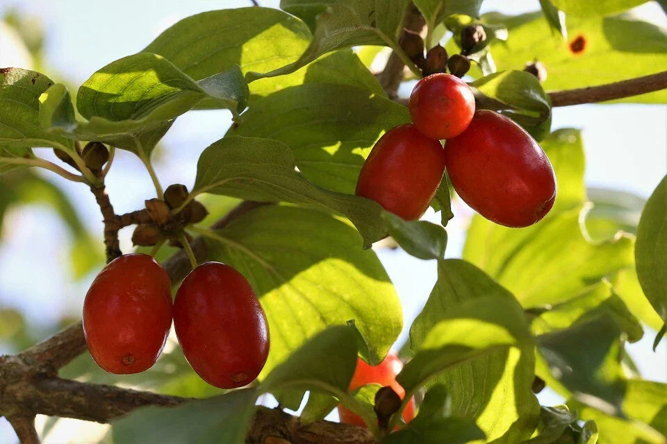 Cornelian Cherry Seeds - 15 Pack - Cornus mas - Hardy Fruit Tree Seeds for Garden Planting