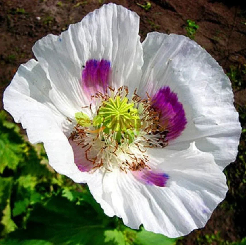 Organic White Tasmanian Breadseed Poppy Seeds - 1000 Large Pods Papaver somniferum for Garden, Cut Flowers & Pollinator Attracting