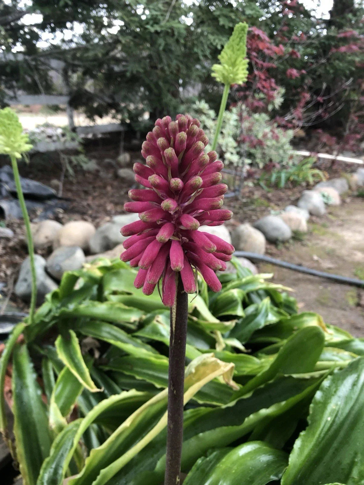 Velthemia bracteata Bulbs - Large Seed Grown Tropical Perennial Plant for Garden or Indoor Use