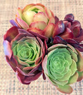 Aeonium Succulent Cuttings Set of 4 - Varied Colors - Rosette-forming Plants - Aeonium spp.