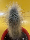 Thrixanthosereus Cullmanianus Cactus Plant | Succulent Potted Plant | Unique Columnar Cactus for Indoor Outdoor Decor