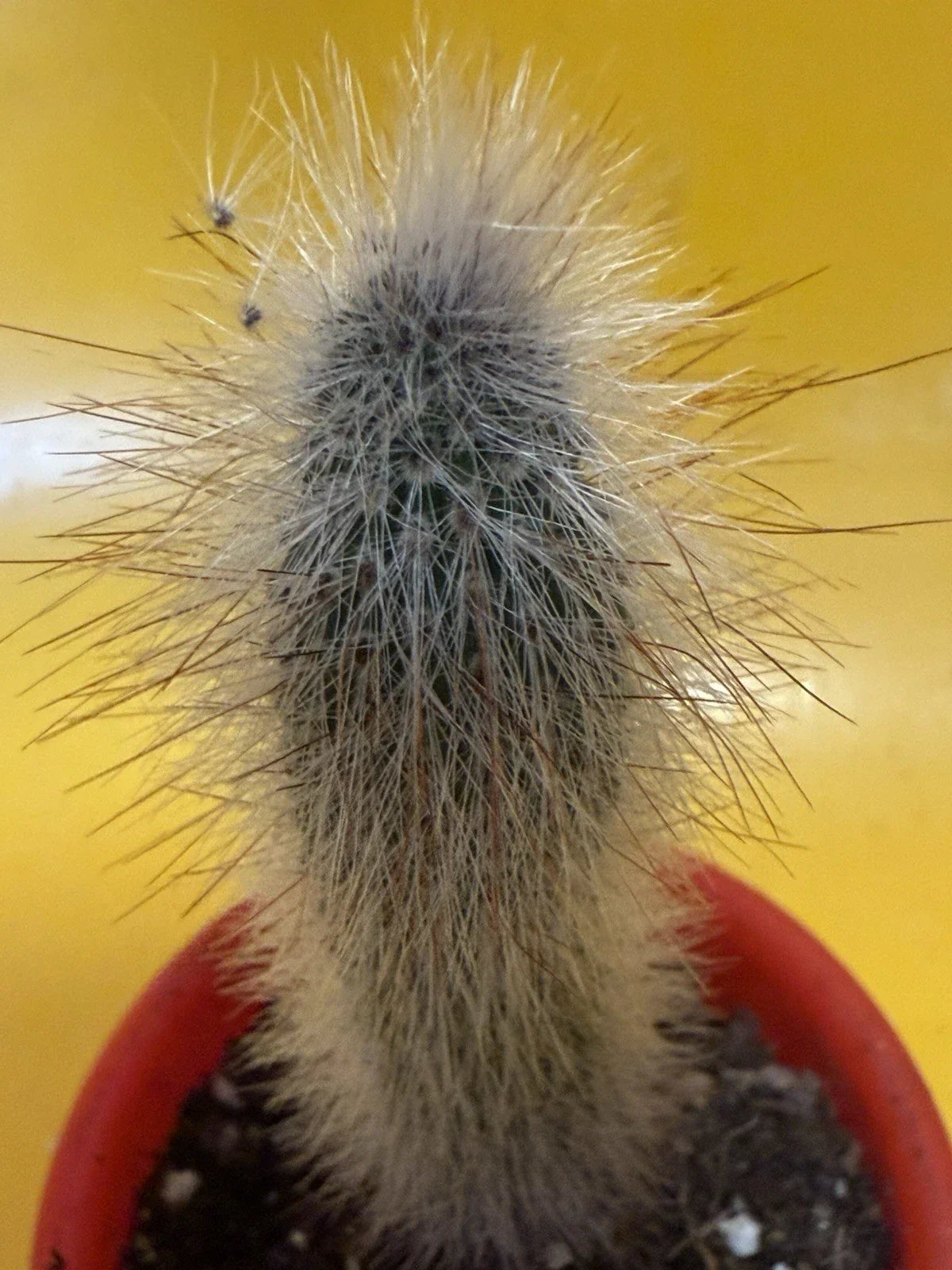 Thrixanthosereus Cullmanianus Cactus Plant | Succulent Potted Plant | Unique Columnar Cactus for Indoor Outdoor Decor
