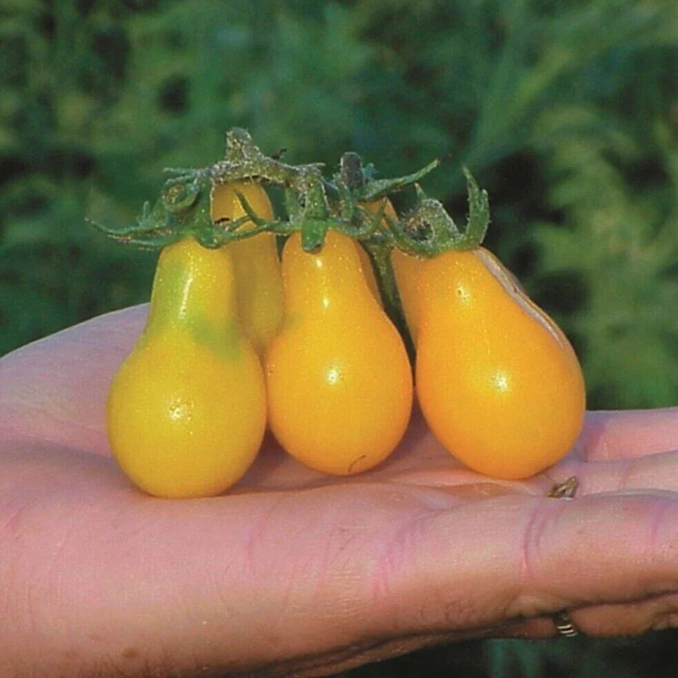 Yellow Pear Tomato Seeds - Organic Heirloom Non-GMO, 120+ Small Pear-Shaped Tomatoes for Home Gardening, Container & Garden Beds
