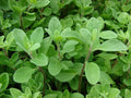 Sweet Marjoram Herb Seeds Bulk - Origanum Majorana Culinary Gardening, 200-10,000 Seeds