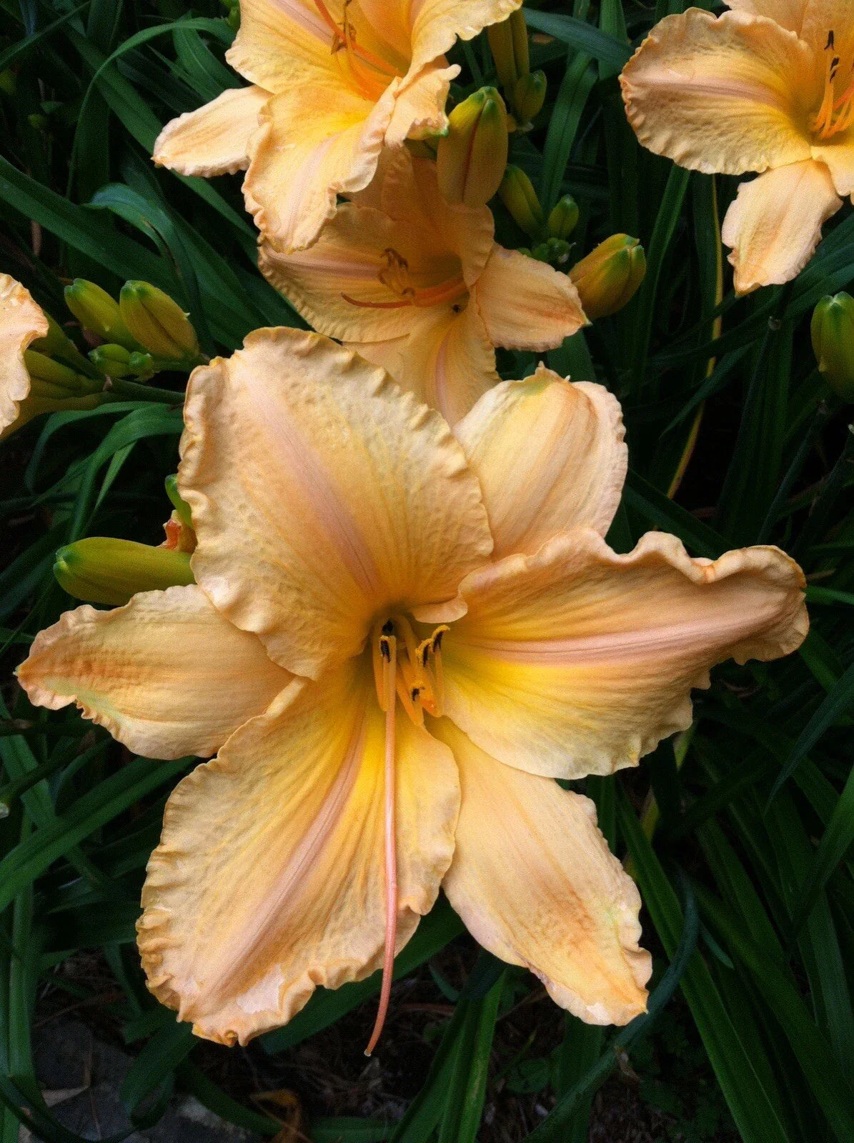 Yellow Daylily Bare Root Plant - Yellow Apricot Blooms - Hemerocallis 'Clif Hayes' - 7.5" Flowers - Perennial Garden Plant