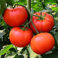 Homestead Tomato Seeds - Non-GMO Heirloom, Determinate Vegetable Garden Seeds, Solanum lycopersicum