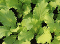 Tokyo Bekana Mustard Seeds - Microgreens Pack, Brassica rapa var. japonica, Asian Culinary Greens, 300+ Seeds