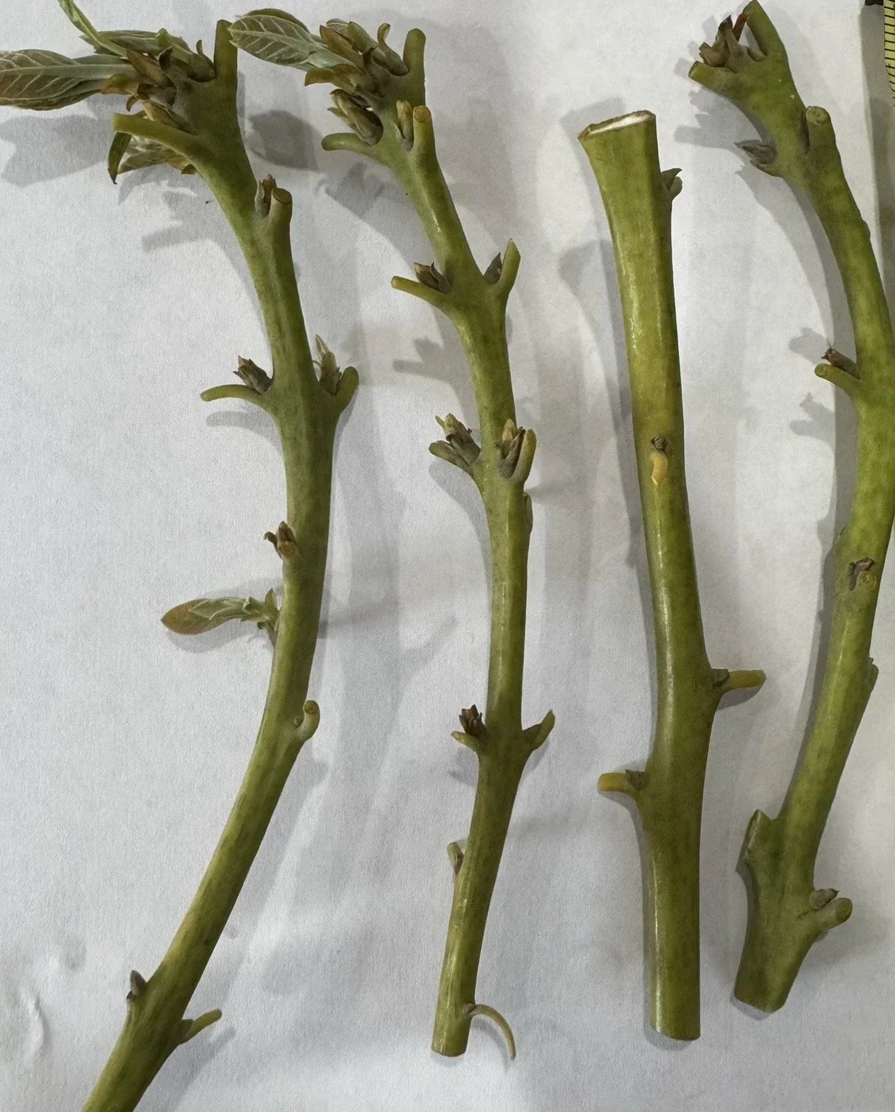 Nabal Avocado Scions for Grafting - 2-3 Grafts Per Scion - Persea americana Budwood