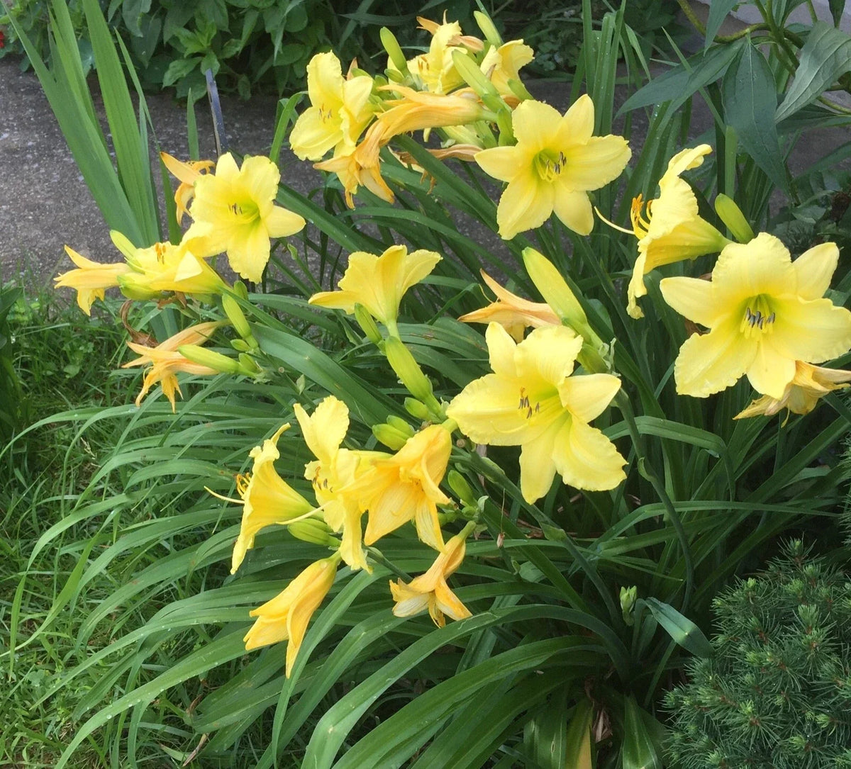 Daylily Root - Easy Growing Perennial Hemerocallis for Vibrant Garden Color
