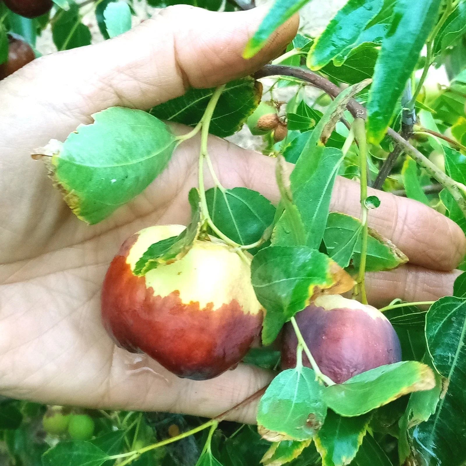 Jujube Tree Cuttings 8-Inch Grafting Stock Redlands #4 Ziziphus jujuba for Fruit Cultivation