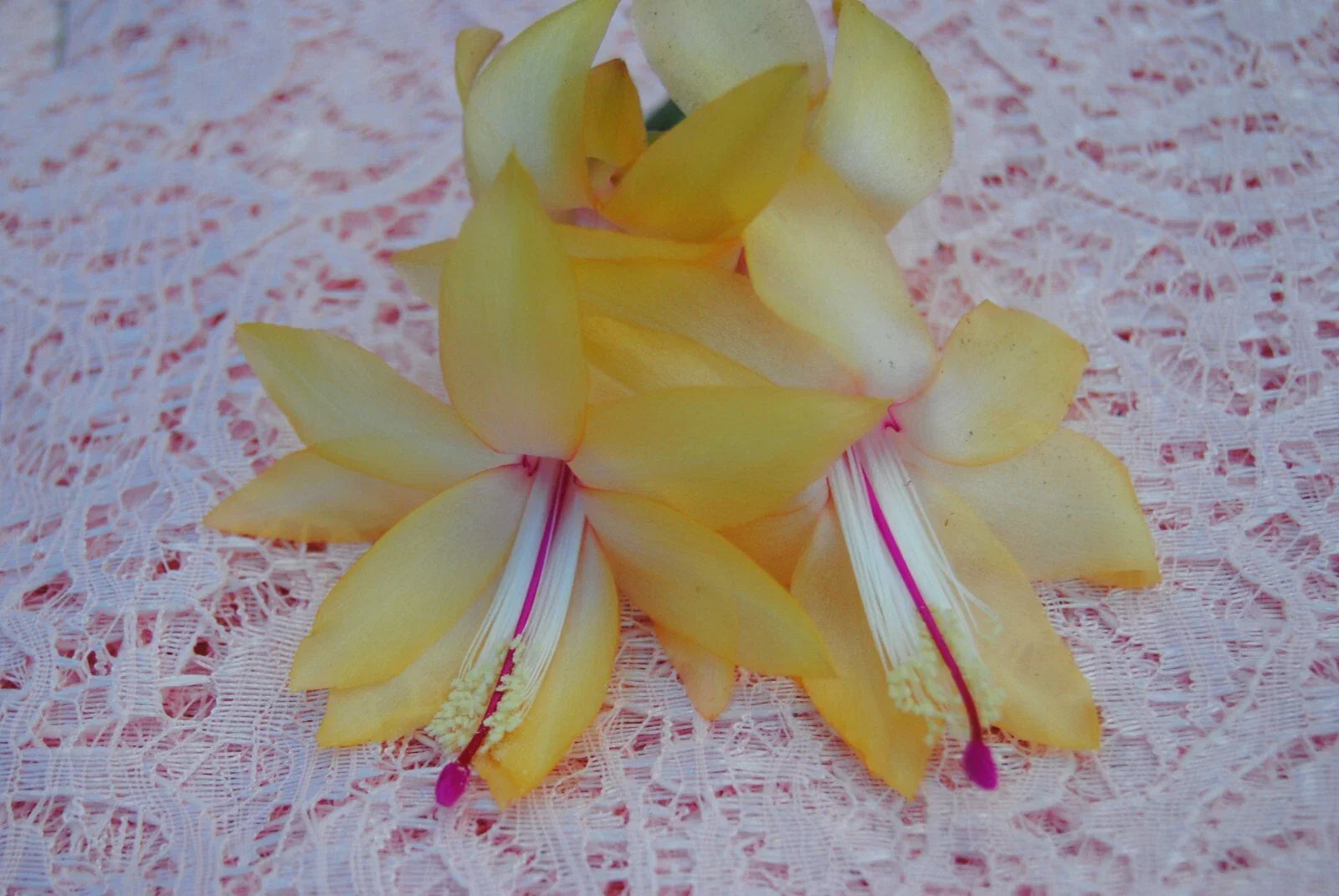 Christmas Cactus Starter Plant - Schlumbergera Truncata - Indoor Holiday Decor