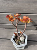 Red Akai Jade Succulent Plant - Bare Rooted Bonsai Tree 7-8” Crassula Ovata Indoor Outdoor