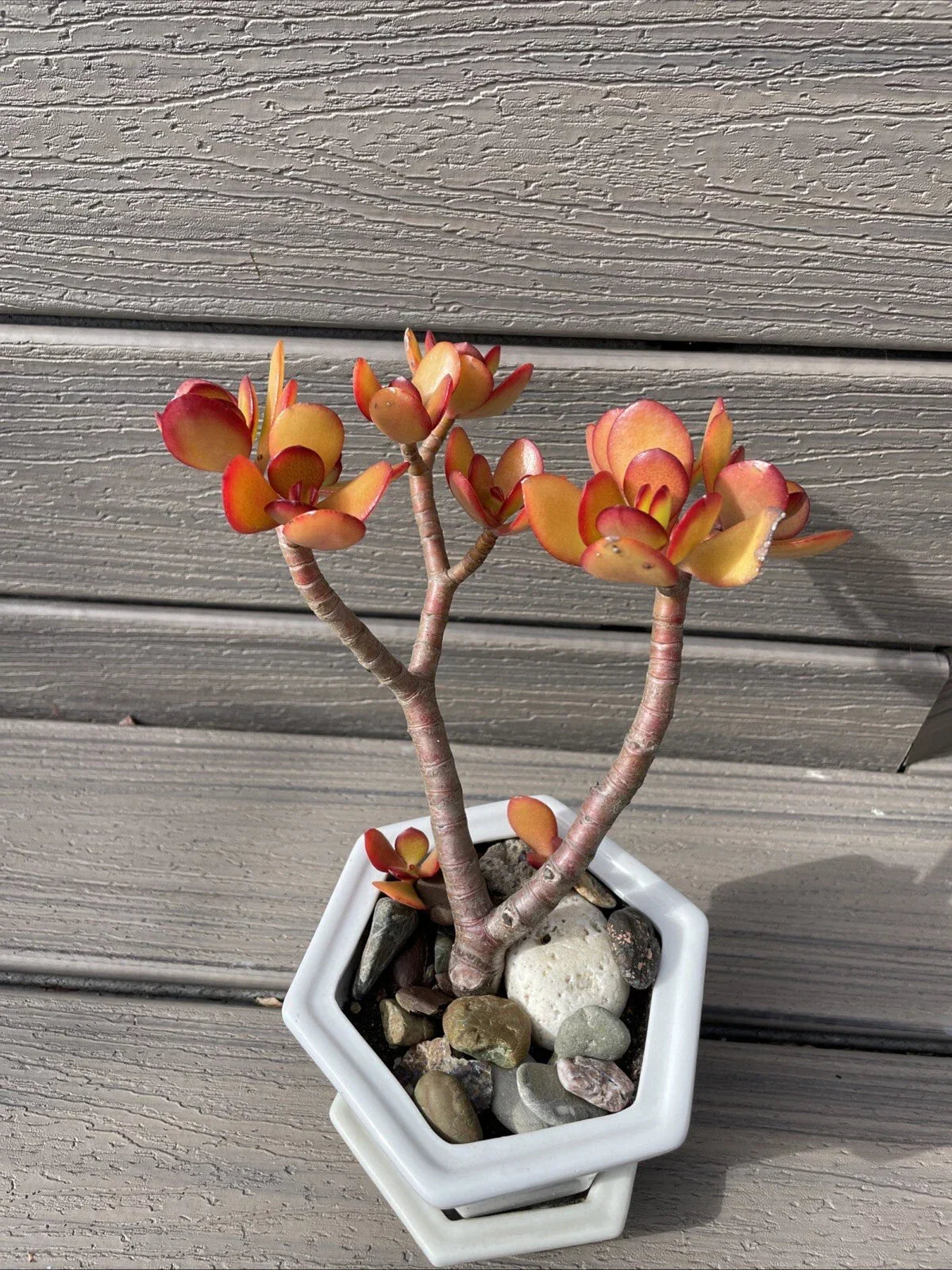 Red Akai Jade Succulent Plant - Bare Rooted Bonsai Tree 7-8” Crassula Ovata Indoor Outdoor