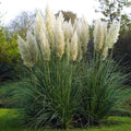 White Pampas Grass Live Plant 4-inch Rooted Cortaderia selloana for Indoor & Outdoor Decor