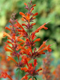 Red Hyssop Seeds - Agastache Perennial Flower Seeds for Garden, Pollinator Attracting, 100 Pack