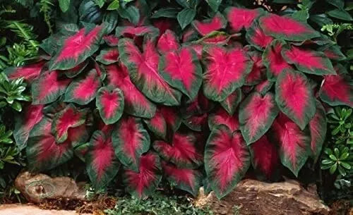 Caladium Bulbs 6 Pack Buck Variety Colorful Foliage Tropical Perennial Caladium bicolor