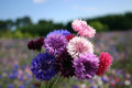 Bachelor Button Dwarf Polka Dot Mix Seeds, Colorful Annual Flower Seeds, Dwarf Centaurea, Easy to Grow