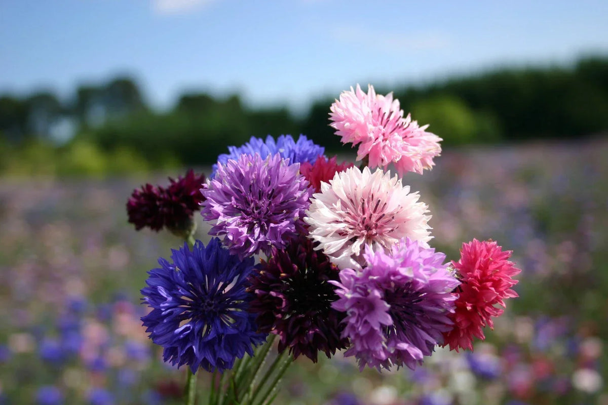 Bachelor Button Dwarf Polka Dot Mix Seeds, Colorful Annual Flower Seeds, Dwarf Centaurea, Easy to Grow
