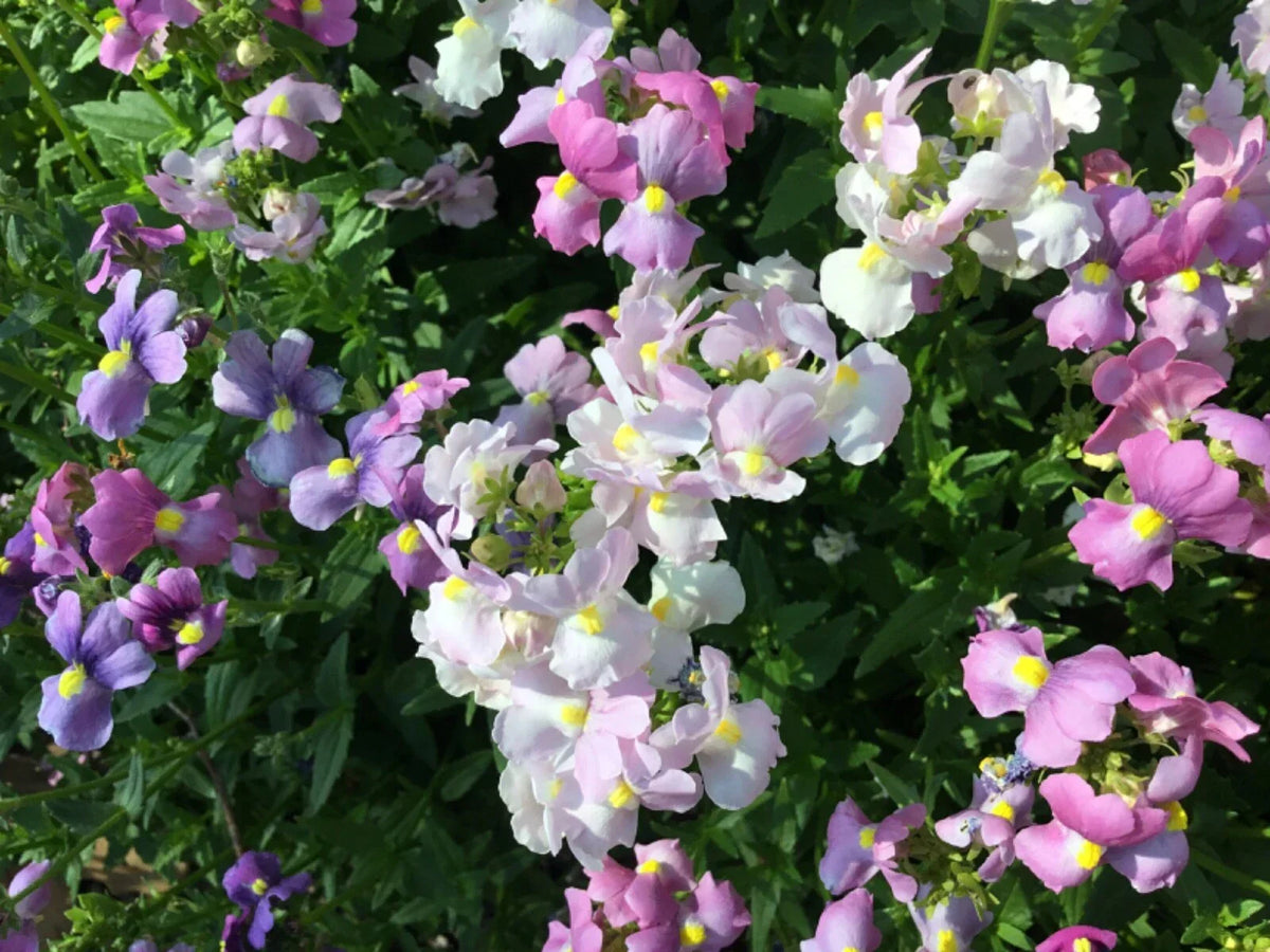 Easter Bonnet Flower Seeds - Cape Snapdragon Antirrhinum majus - 150+ Seeds for Garden, Containers, Pollinator Attracting