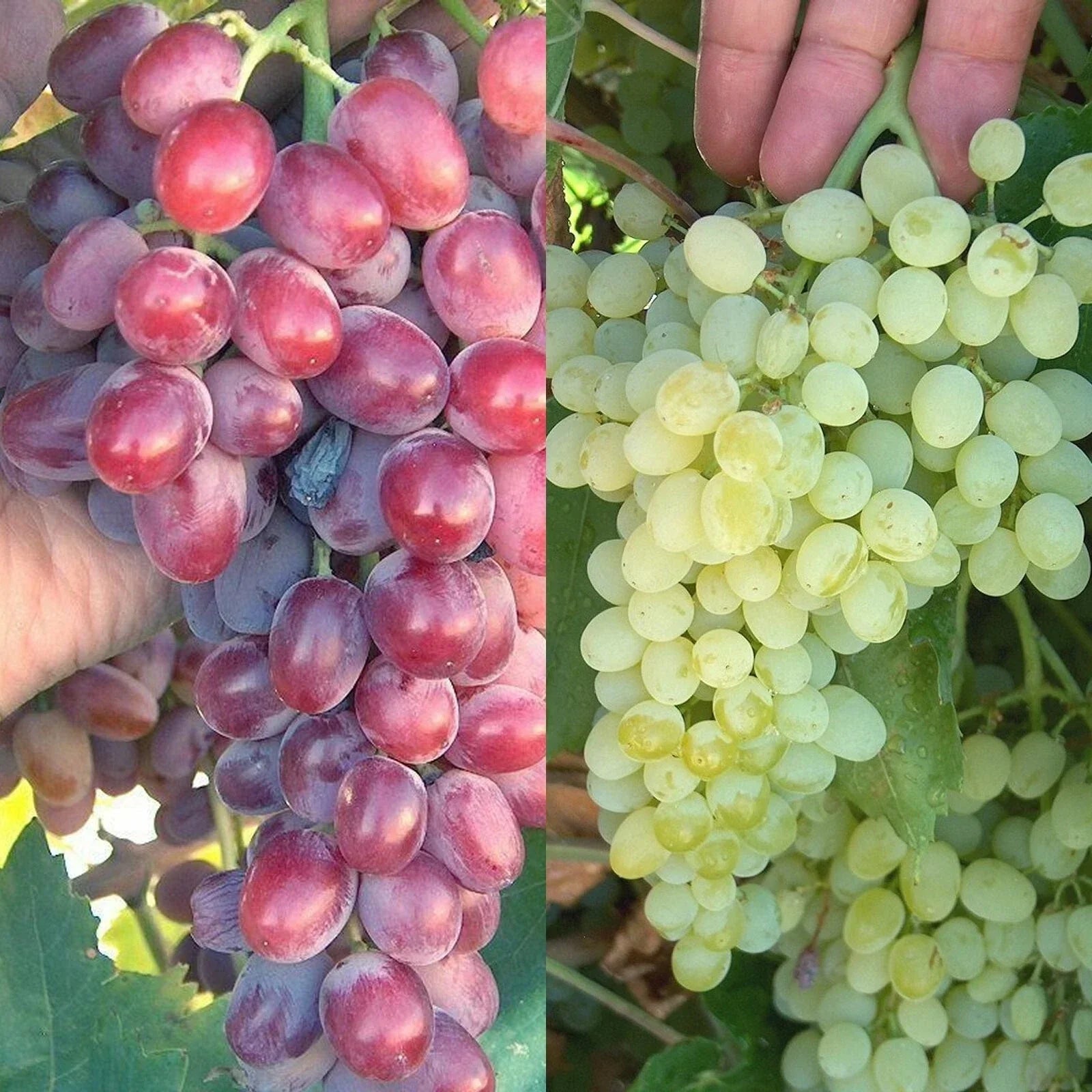 Crimson Thompson Bare Root Grape Plant Seedless Vitis vinifera Climbing Vine for Home Garden & Patio